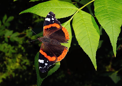 пеперуда, Адмирал, фауна, цвят, елегантна, aglais urticae