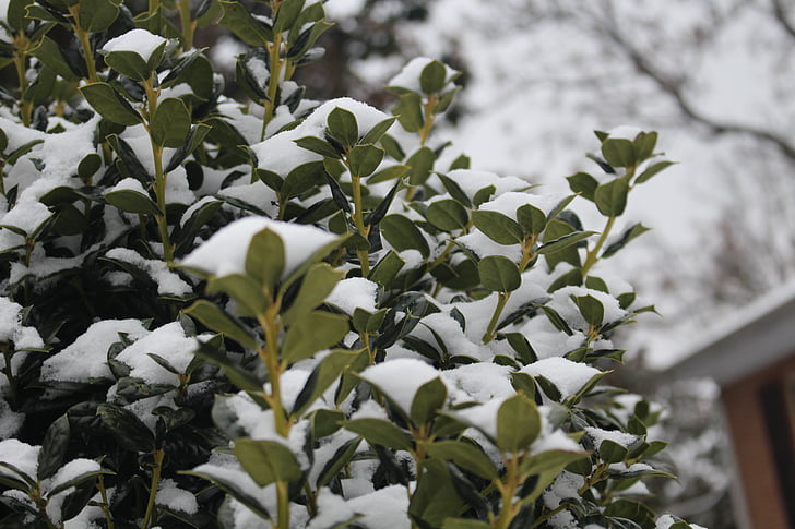snow on bushes, bushes, winter