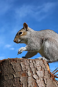 mókus, szürke mókusok, am, etetés, állat, szürke, szürke, fa