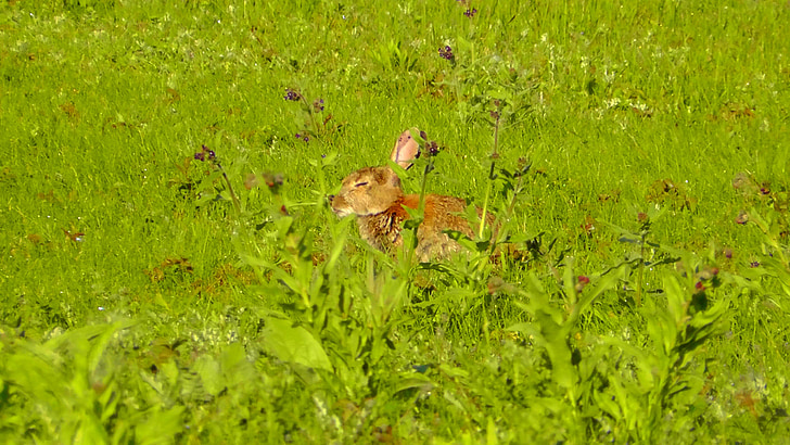 Zajac, dlhé ucho králik, zviera, sladký, Príroda