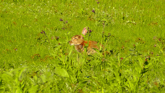 Hare, lang øre kanin, dyr, søt, natur