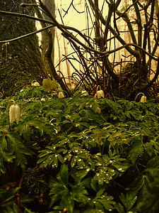 anemone de lemn, pădure, natura, frunze, verde, jurnal, trib