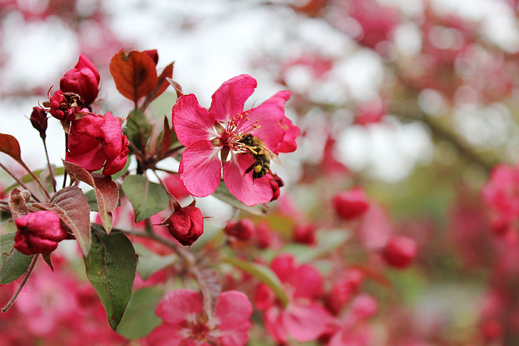 Blossom, Bloom, kirsikka, vaaleanpunainen, mehiläinen, haara, kevään