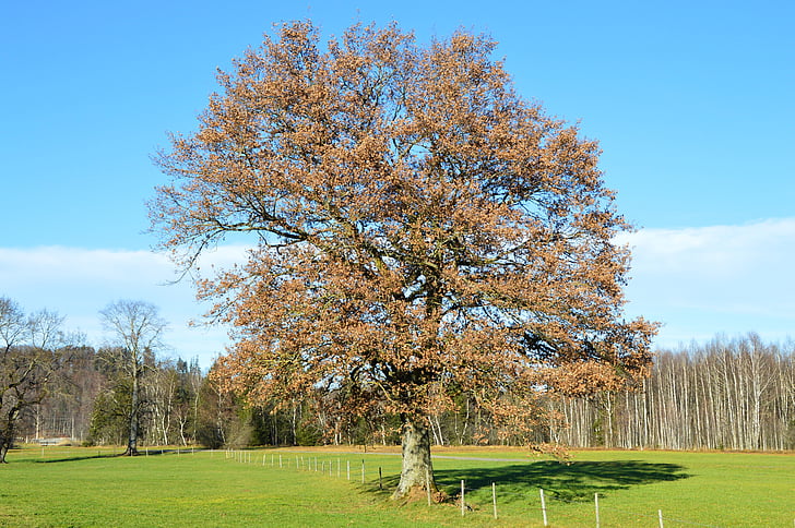 oak, winter, green
