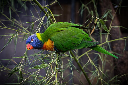 bird, animals, feather, parrot, green, plumage