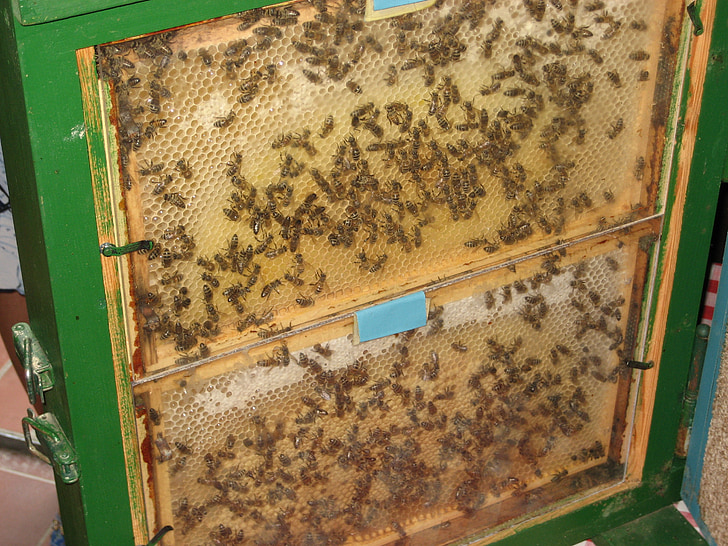 abelles, rusc, pintes, Niu de de abella, rusc, abella, insecte
