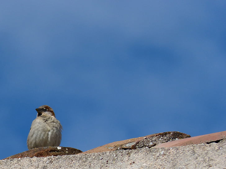 sparrow, roof, sky, observe, lookout