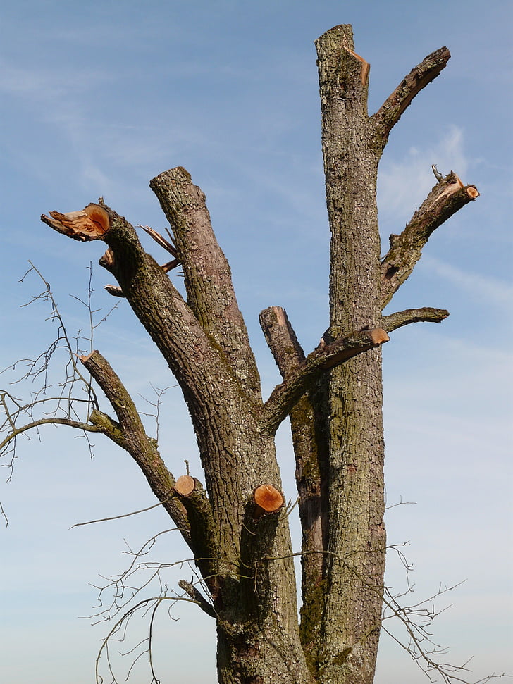 drevo, umirajo drevesa, štor, lesa, Woodworks, sevi, drevesnih debel