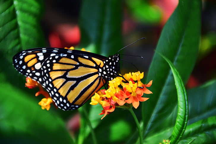 monarca, Danaus plexipplus, borboleta, inseto, asa, tropical, exóticas
