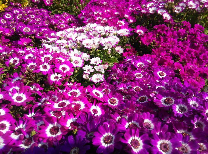 flower, a flower, background