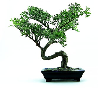 green, leaf, bonsai, tree, garden, Bonsai, Tree, Green, Plant