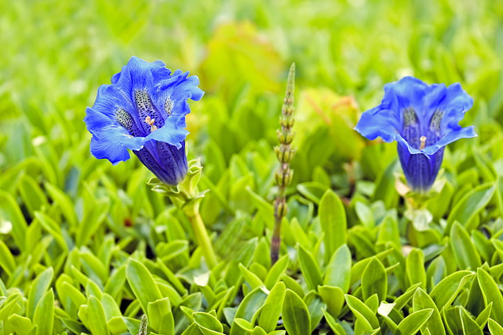 genciana, flor, flor, flor, azul, flor alpina, flor da montanha