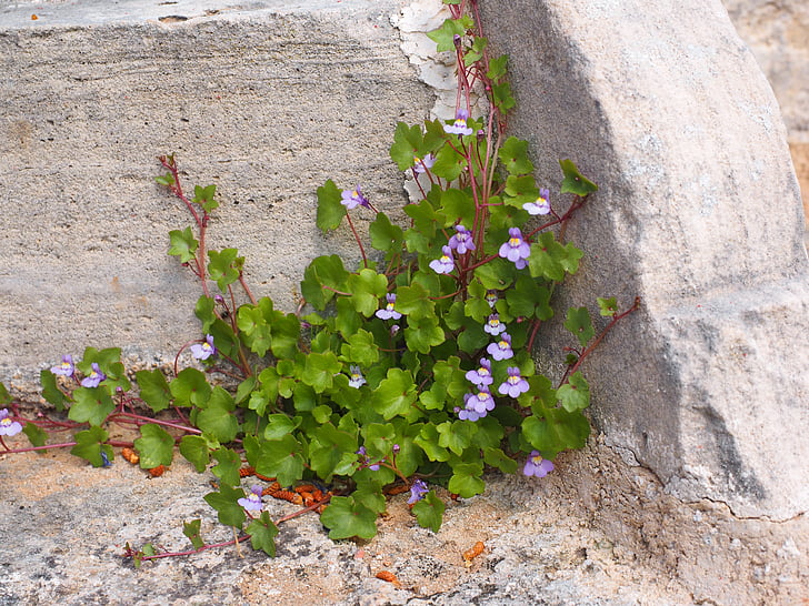 herba zampoña, flor, flor, blau, violeta, porpra, zymbelkraut