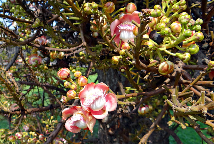 bunga, tunas, couroupita guianensis, Cannonball pohon, nagkeshar, halebidu, India