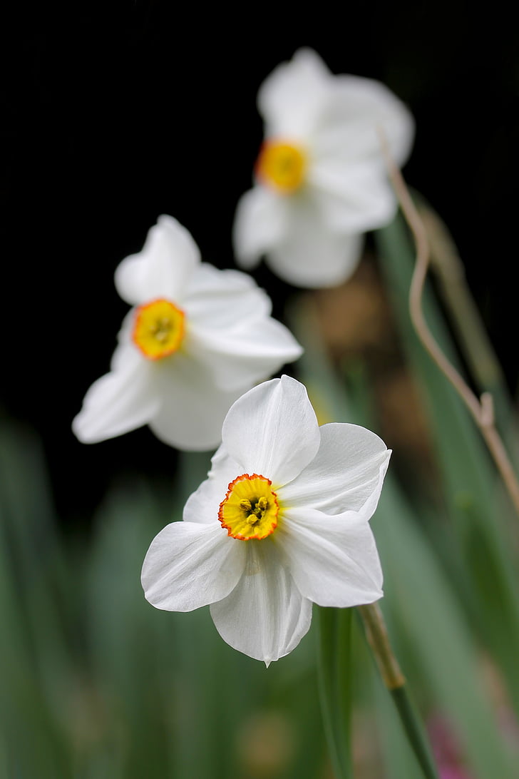 narcisă galbenă, narcise albe, flori de primăvară, plante cu bulb, primavara, alb, narcise