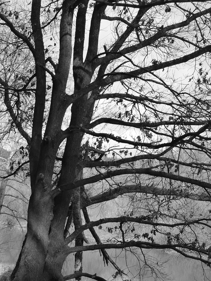 drevo, temno, črno-belo, narave