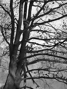 drevo, temno, črno-belo, narave