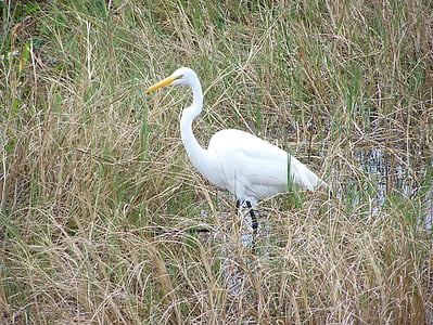 egret, bird, great, large, stalking, white, marsh