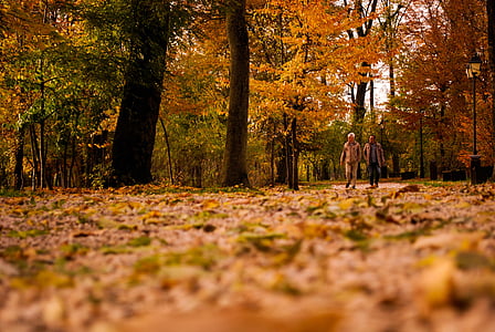 ősz, szín, Hajnal, nyári időszámítás, környezet, őszi, gyalogút