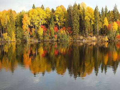 herfst, helder, stralende dag, kleurrijke, conifer, daglicht, milieu