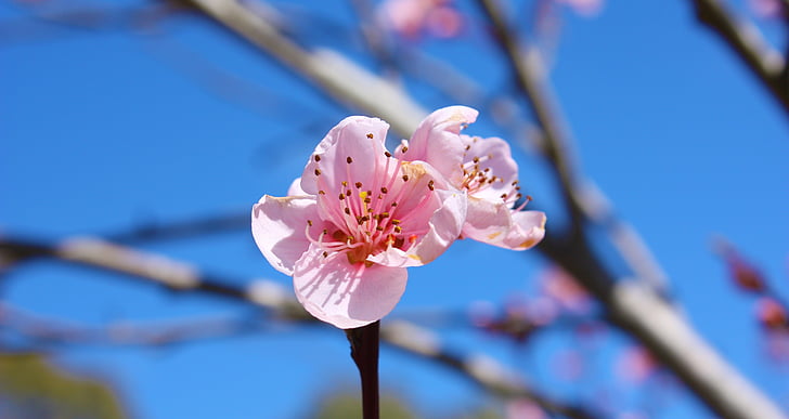 flower, bloom, pink, nature, spring, pink Color, springtime