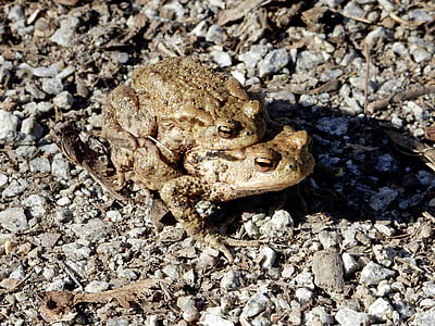common toad, hike, pairing, toad migration