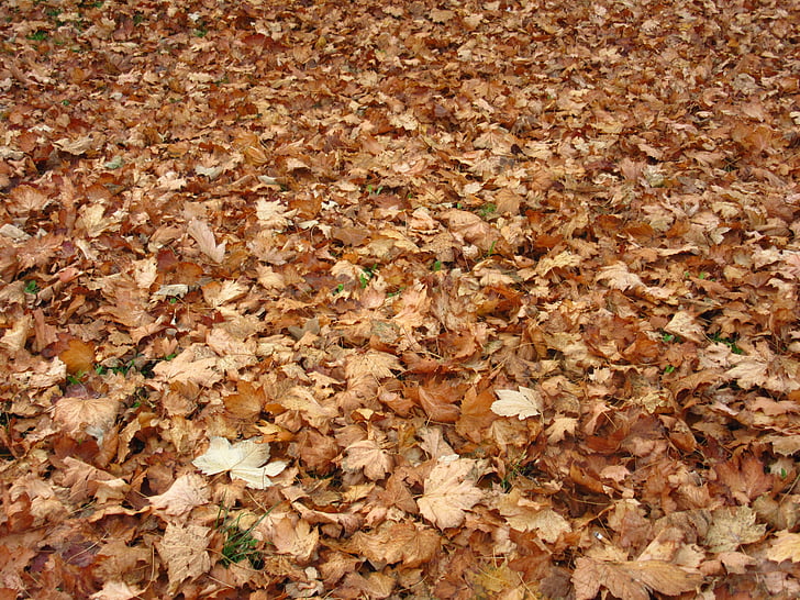Ahornblade, blade, efterår, jorden, misfarvede, gul, brun