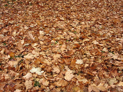 maple leaves, leaves, autumn, ground, discolored, yellow, brown
