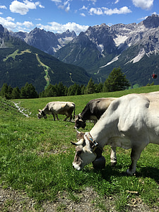 dãy núi, Alpine, Panorama, cảnh quan, Thiên nhiên, Áo