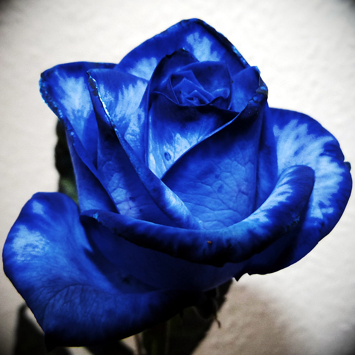 Rózsa, kék, szín