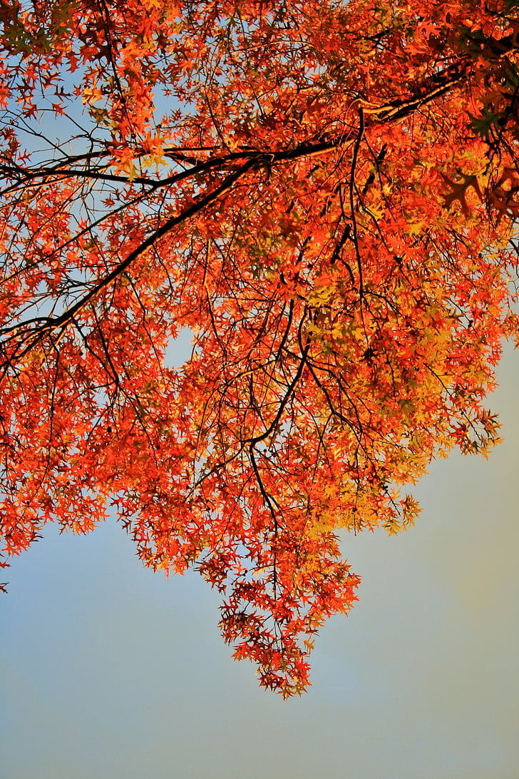oranžni listi, drevo, listi, listje, oranžna, svetlo, jeseni