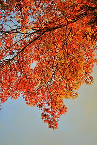 lá màu da cam, cây, lá, tán lá, màu da cam, sáng sủa, mùa thu
