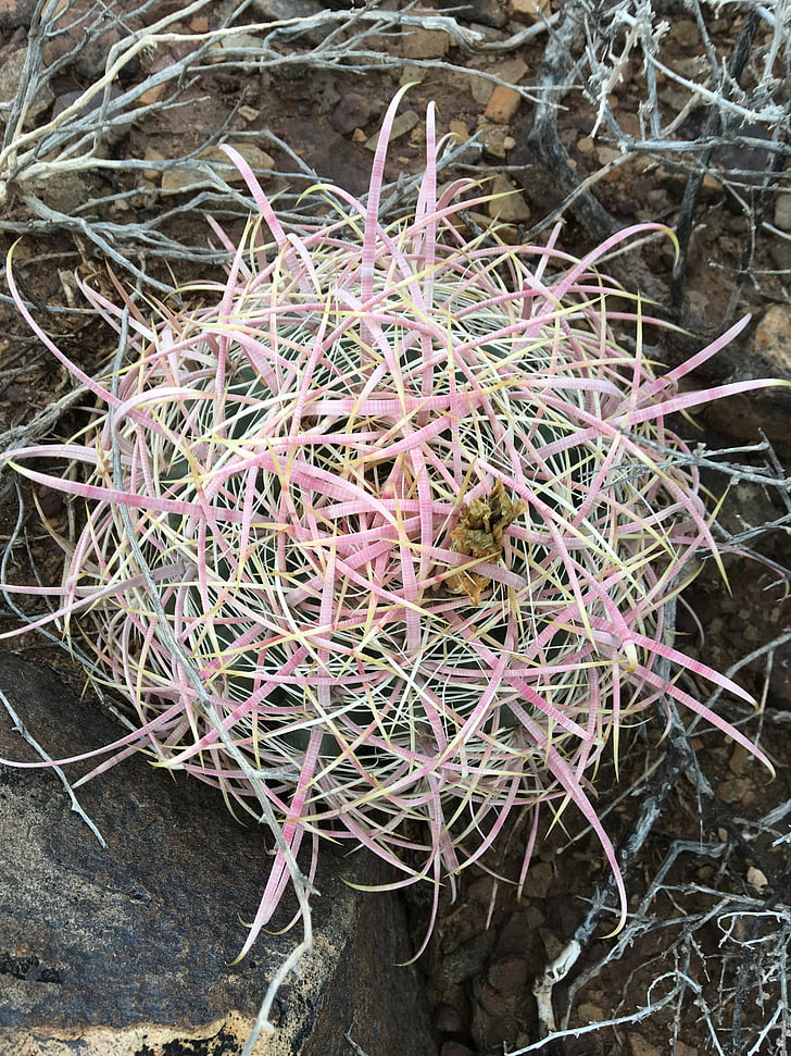 Cactus, Barrel cactus, désert, Utah, Cactus, plante, mexicain
