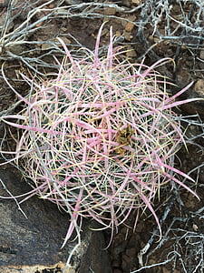 cactus, cactus barril, desert de, Utah, cactus, planta, mexicà