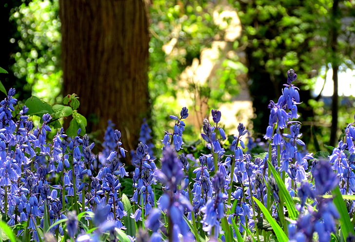 britânico, Flora, verde, Bluebell, flores, azul, roxo