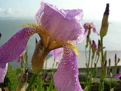 flowers, bearded iris, blossom, bloom, petals, close up, plant