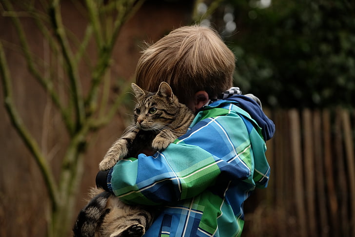prijateljstvo, otrok, mačka, skupaj, udobno se namestite, odnos, zaupanje