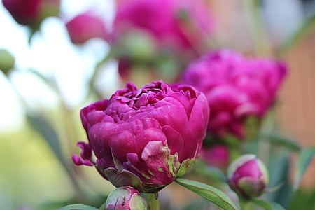 peony, blossom, bloom, garden, nature, spring, double flower