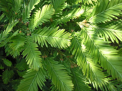 branches, sequoia, redwood branches, needles, shoots