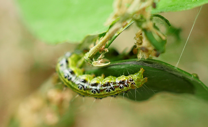 Caterpillar, Boxwood soegeren, skadedyr, sommerfugl, ødelæggelse, spise, ødelægge
