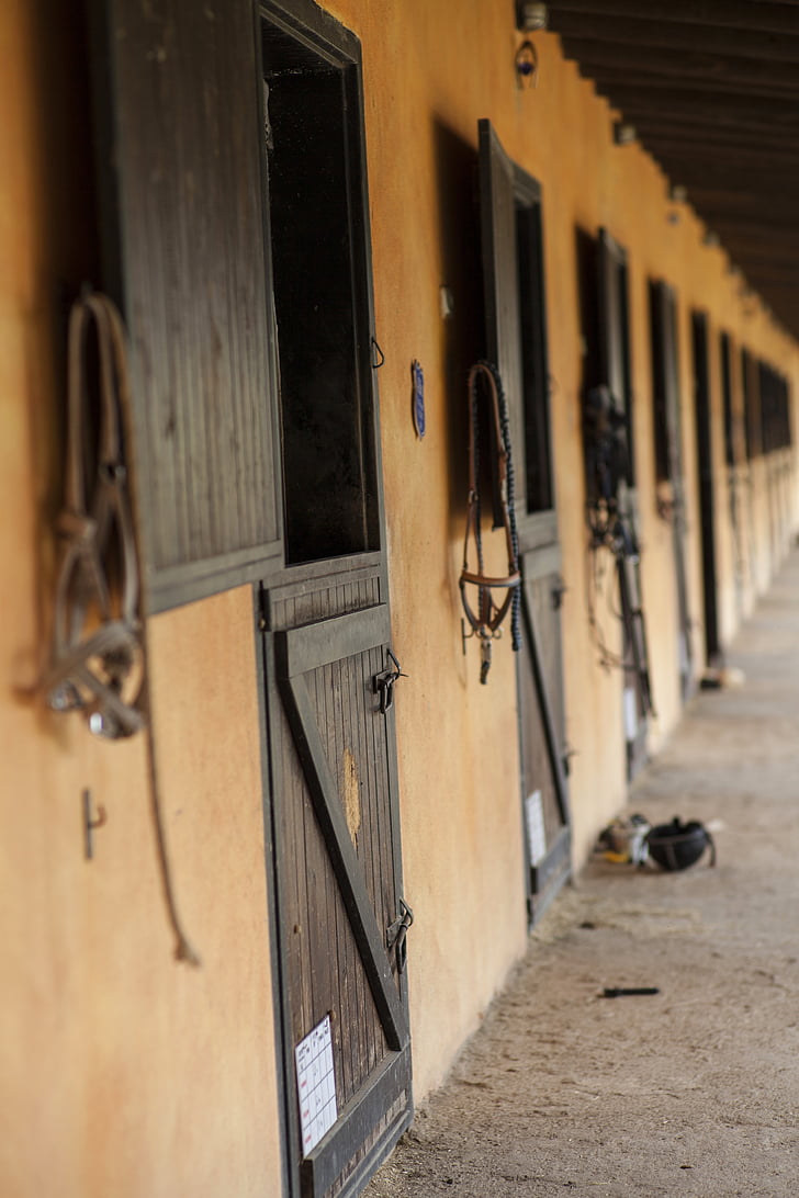 barn, horse, animal, room, concrete, photo, brown