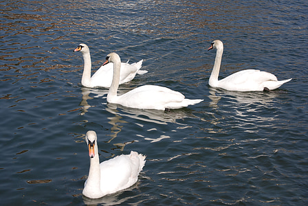 mute swan, cygnus olor, white, water, cobs, river