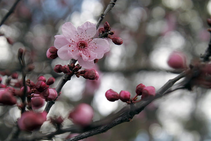 Sakura, vyšnių žiedai, Japonijos vyšnių, gėlė, medis, rožinė, Dekoratyvinės vyšnios