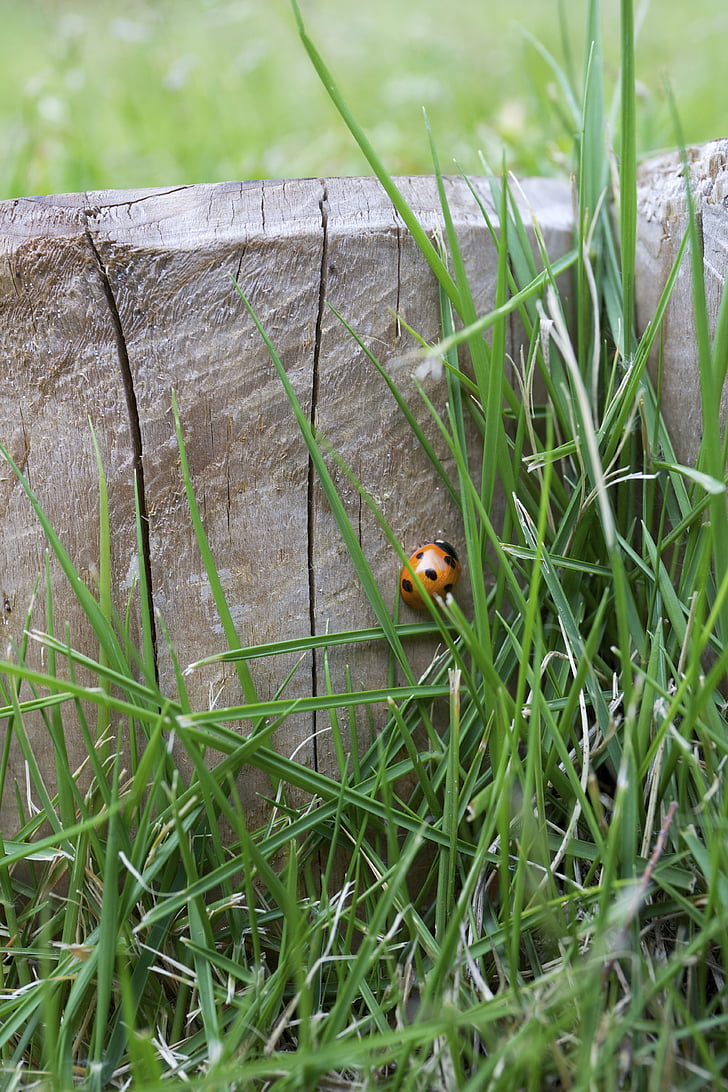 lady, bug, insect, green, leaves, lady bug, grass