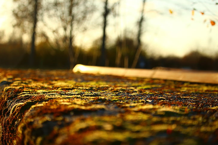 otoño, muro de piedra, Moss, follaje de otoño, luz de noche