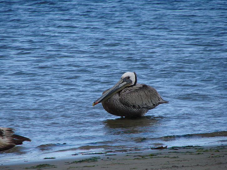Pelikan, l'aigua, més, seevogel, Pelicà, ocell, natura