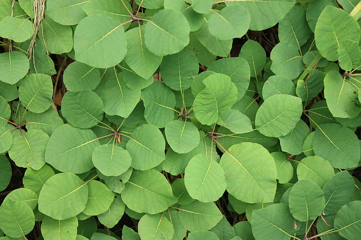 blade, grøn, natur, plante, blad, baggrunde, grøn farve