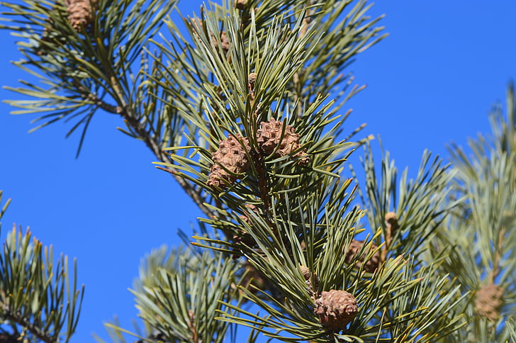pine cones, fir, needles, trees, nature, blue sky, pine