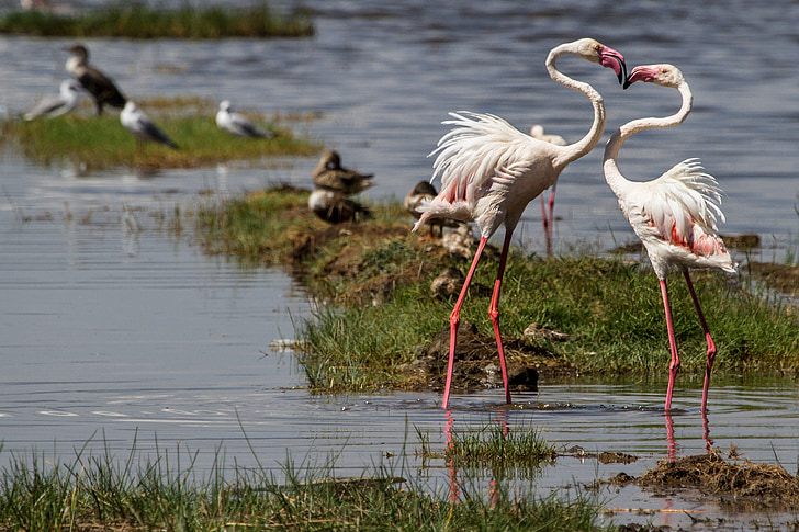 flamingoer, fugler, vann fugl, dyr verden, rosa flamingo, halsen, gruppe dyr