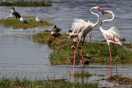 Flamingos, linnud, vee lind, loomade maailm, roosa flamingo, kaela, loomade rühm